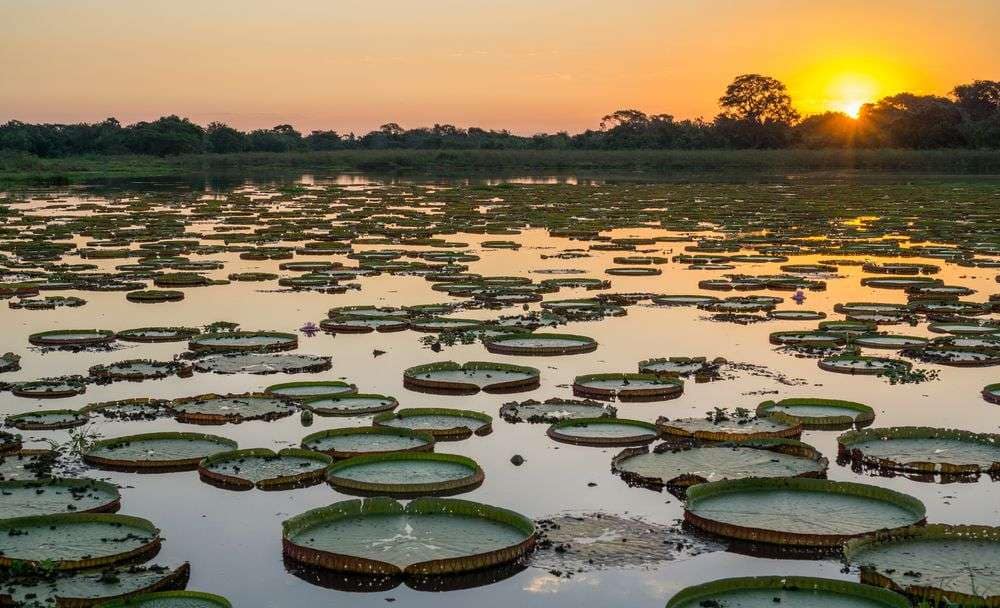 Em três décadas, desmatamento reduz 11% da vegetação nativa do Pantanal