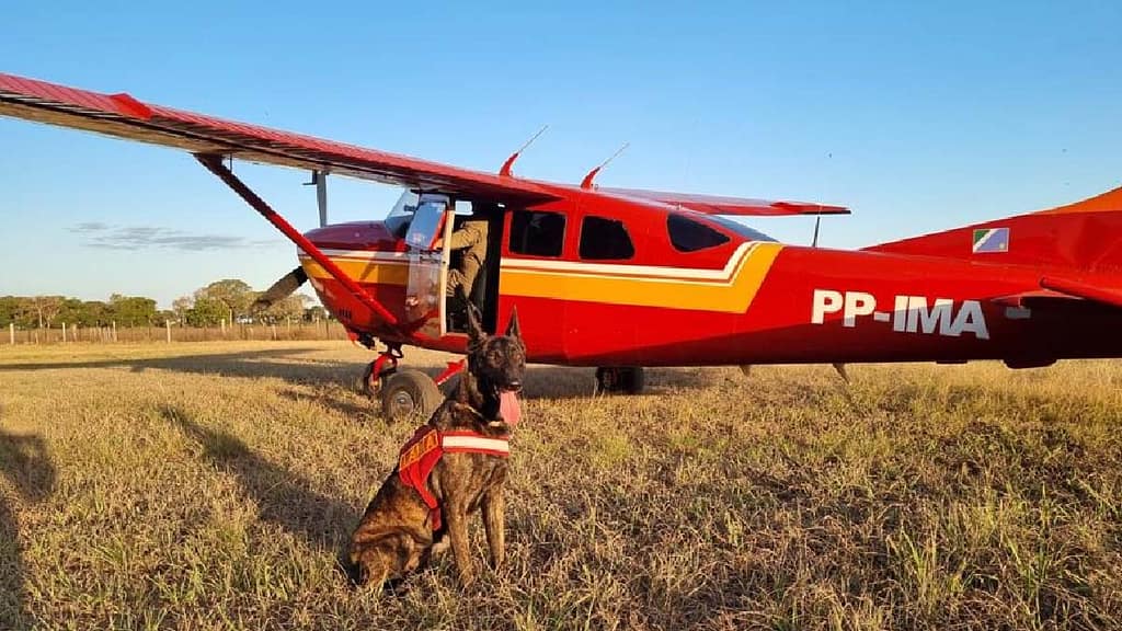 cadela bombeira laika
