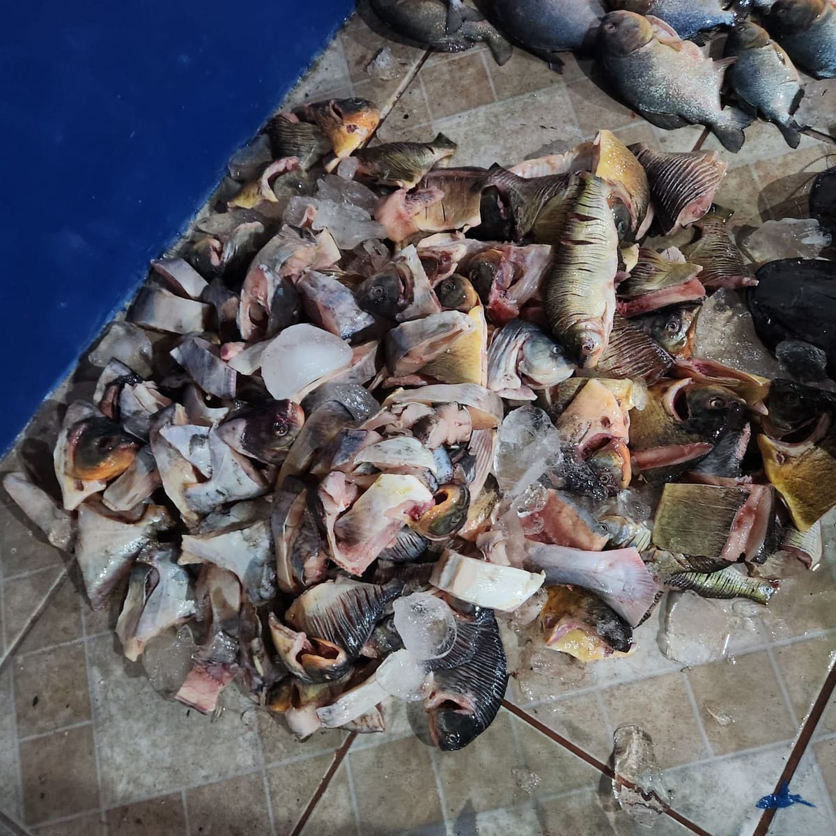 PMA apreende mais de 400 kg de pescado irregular no Rio Paraguai