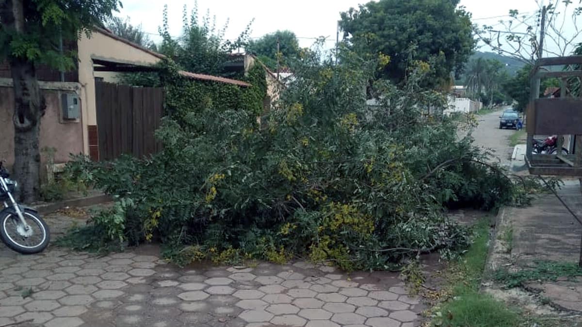 Queda de árvores e acidentes de trânsito movimentaram plantão do Corpo de Bombeiros