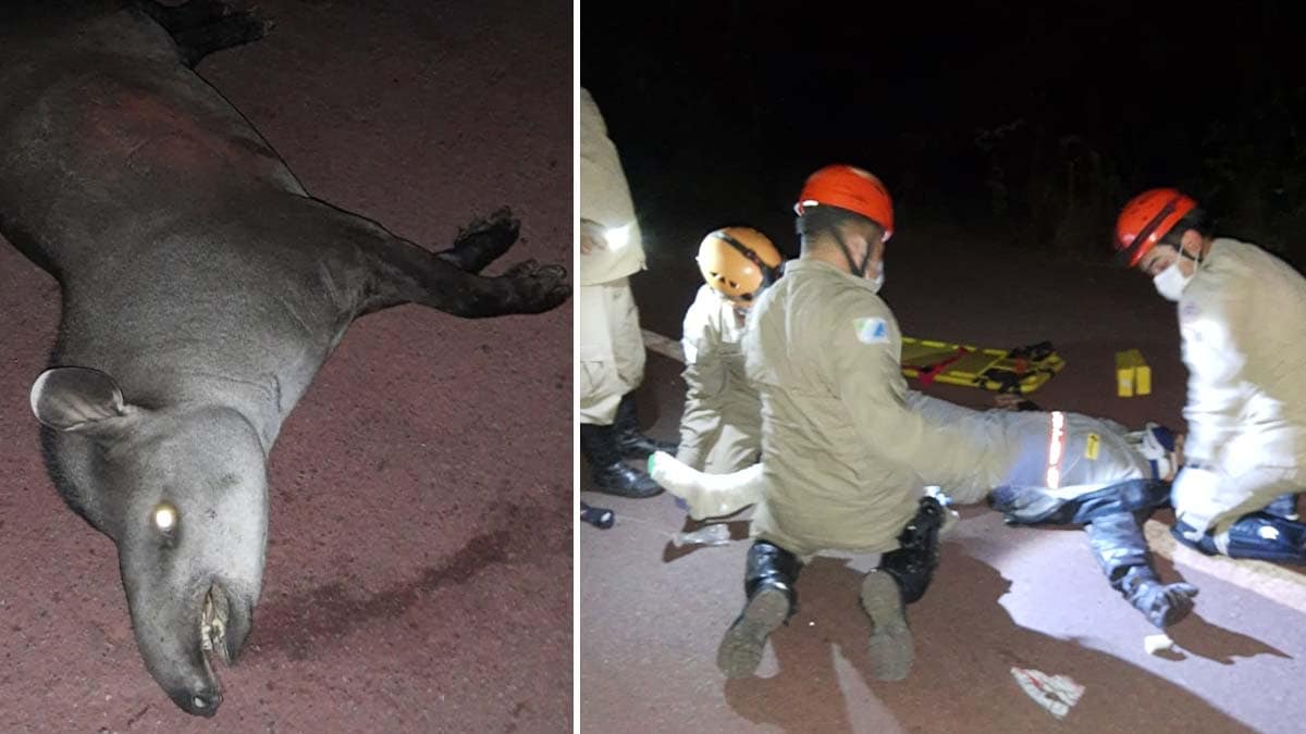 Motociclista fica ferido após atropelar Anta na BR-262