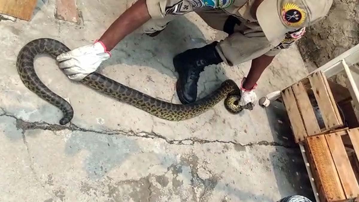Ao arrumar varanda moradora encontra Sucuri de quase 2 metros no Dom Bosco