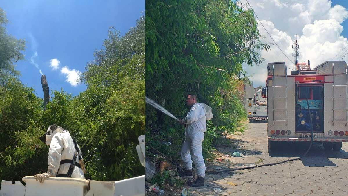 Bombeiros solucionam problema com enxame de abelhas que atacavam moradores no Dom Bosco
