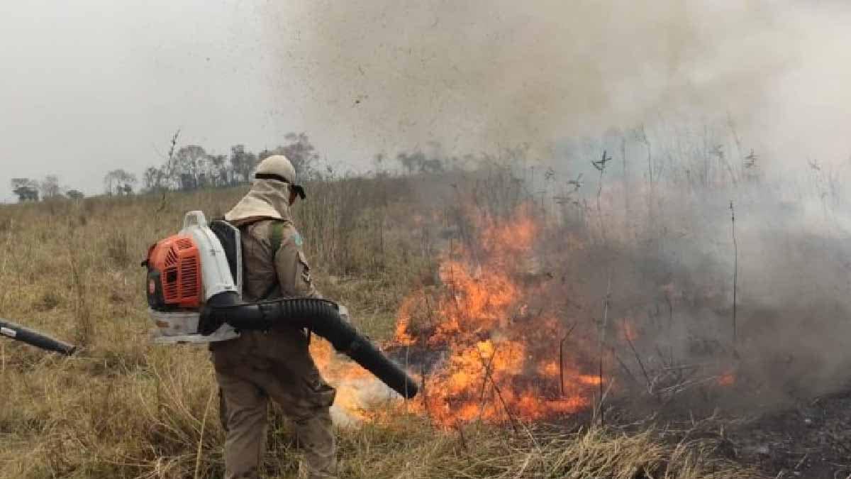 Pesquisadores da UEMS analisam fogo histórico no Pantanal