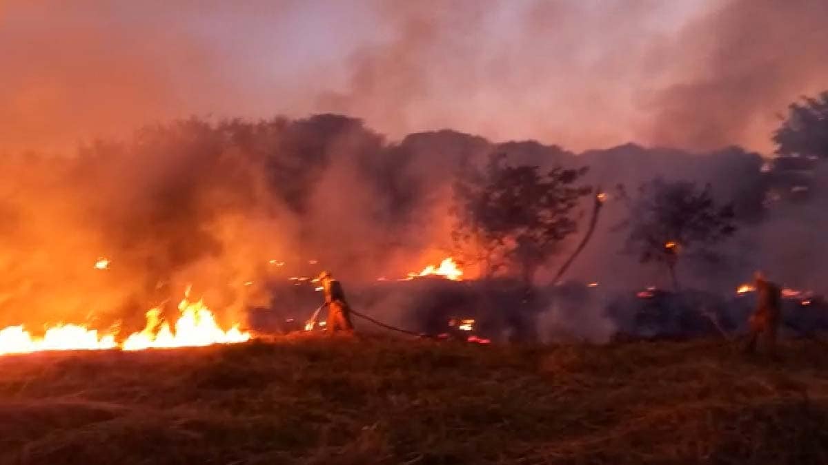 Vídeo| Bombeiros combatem incêndio em mata próximo de hospital e mercado atacadista