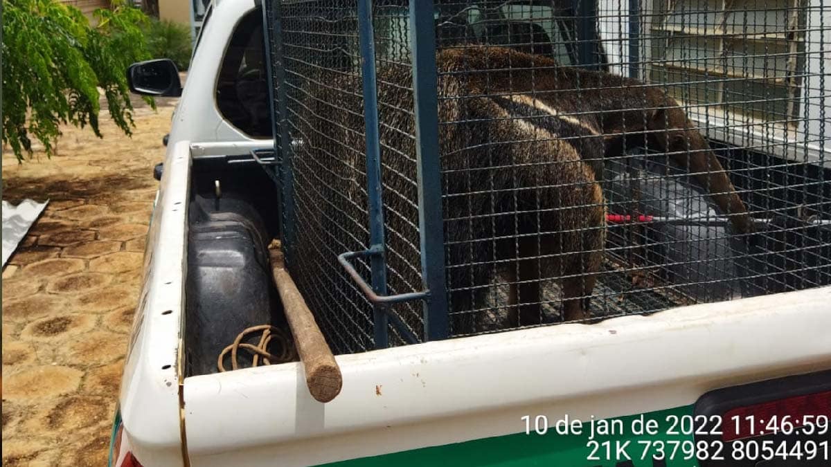 Oito animais por dia: Número de resgate feitos ela PMA na área urbana dobrou em 3 anos