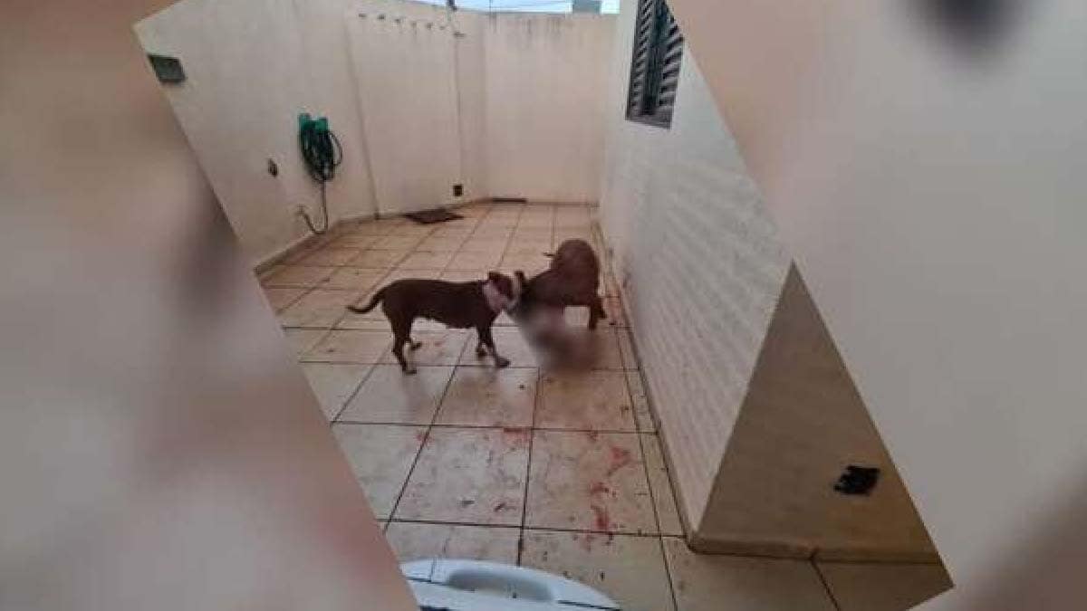 Pitbulls invadem casa, matam gata e deixam morador refém em Campo Grande