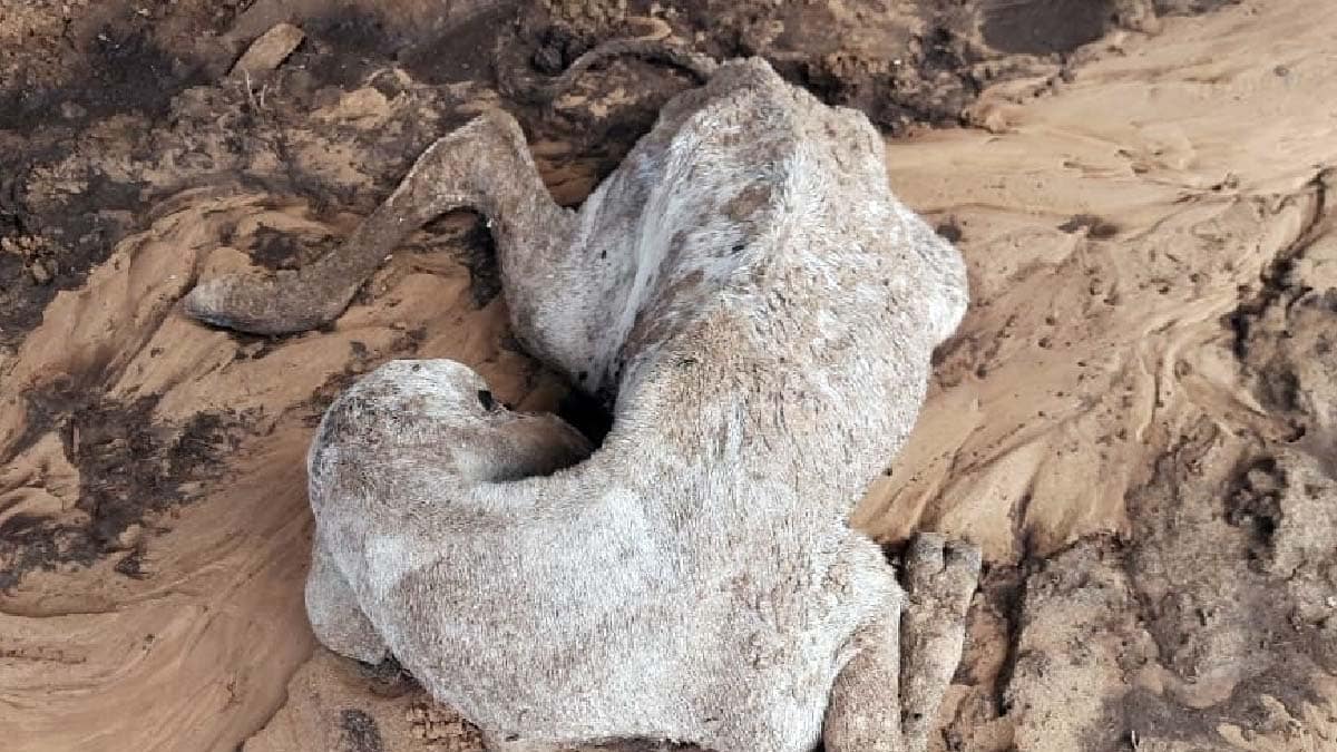 PMA multa pecuarista que deixou rebanho sem alimento e água; 9 já estavam mortos