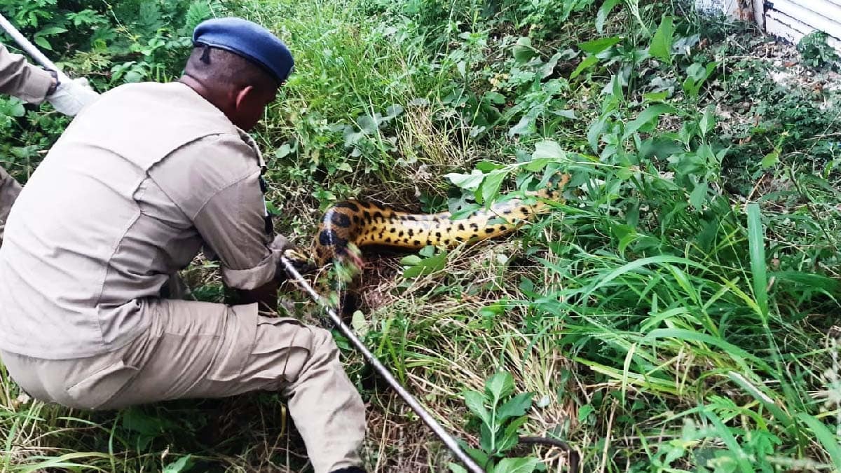 Sucuri de 3 metros é capturada em terreno na Avenida 14 de Março em Ladário
