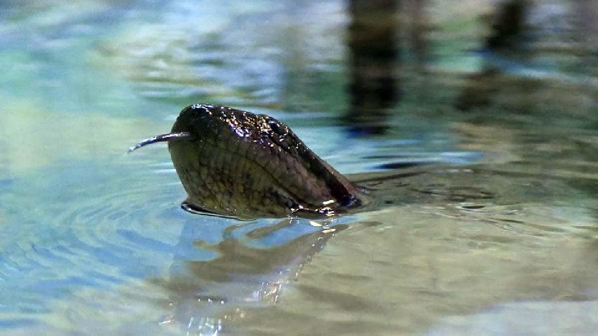 Disputa acirrada chega ao fim e sucuri do Bioparque Pantanal será batizada de Gaby