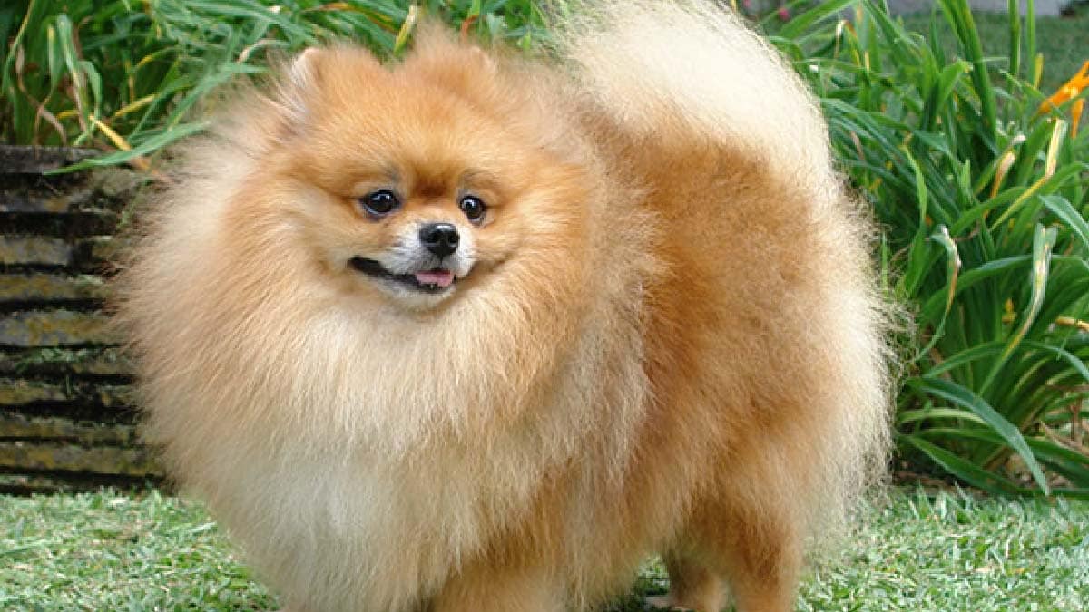 Polícia Civil investiga morte de cachorra após ingestão de petisco em Campo Grande