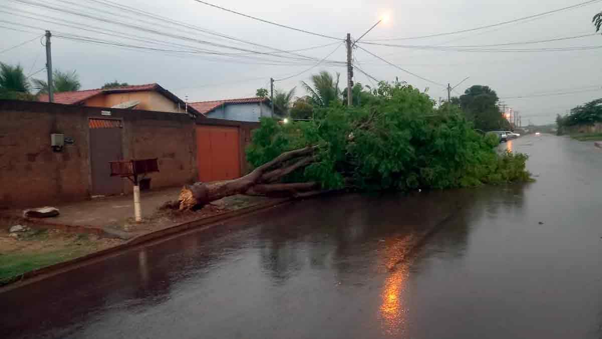 Em Corumbá, Corpo de Bombeiros recebeu sete solicitações por queda de árvores