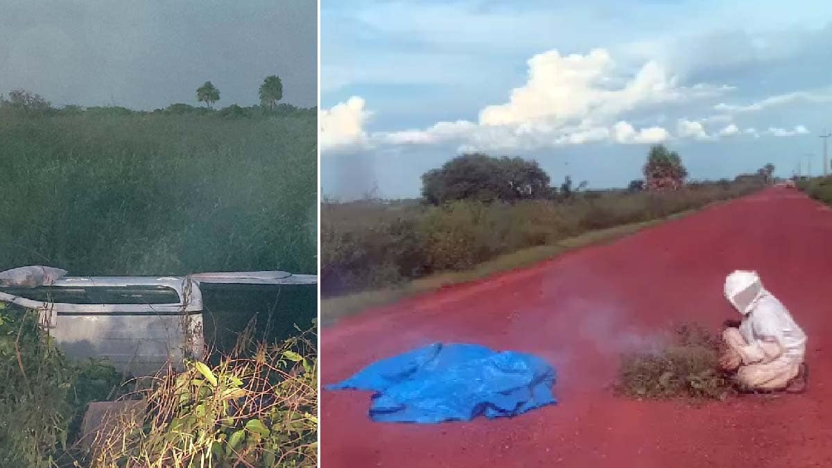 Após capotar carro, homem é atacado por abelhas e morre na Estrada Parque