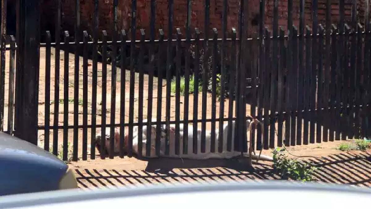 Homem sofre ataque de pitbull  e mata animal enforcado em Campo Grande