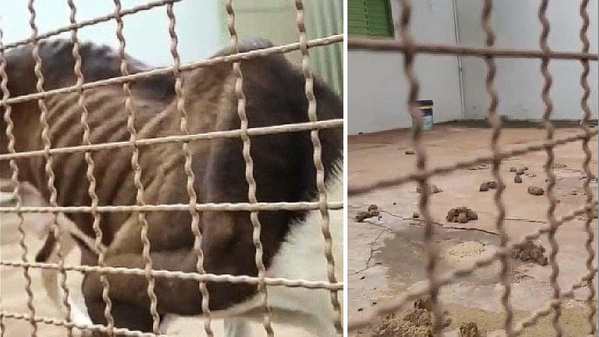 Decat resgata pitbulls vítimas de maus-tratos em Campo Grande