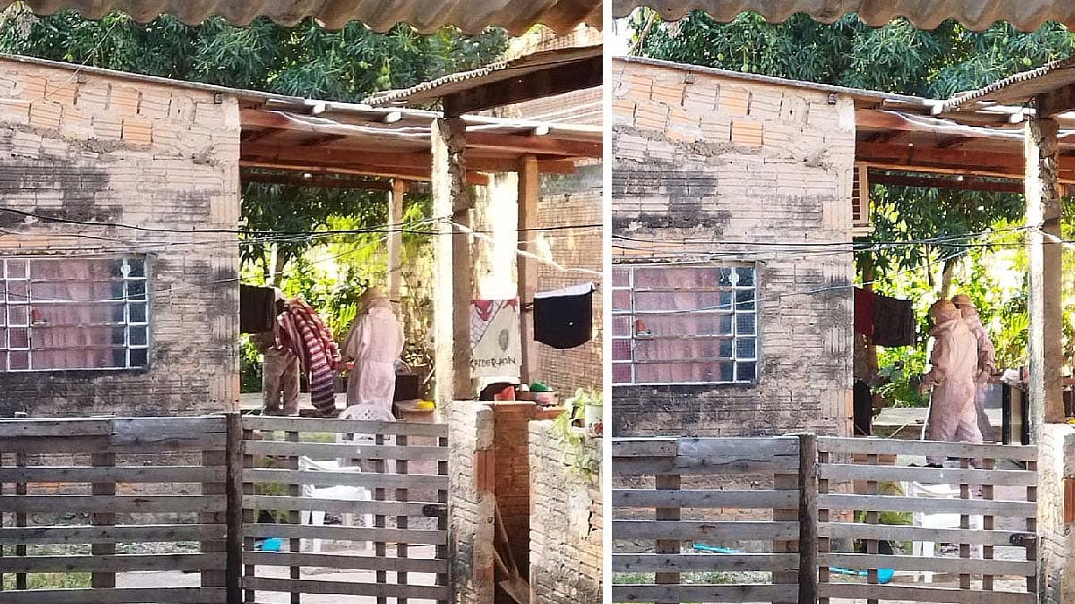 Enxame de abelhas ataca gestante e animais de estimação em casa no Maria Leite
