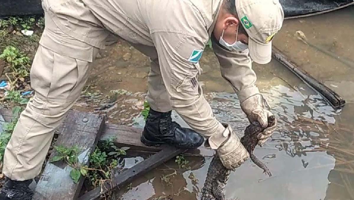 Jacaré é capturado dentro de casa em Ladário