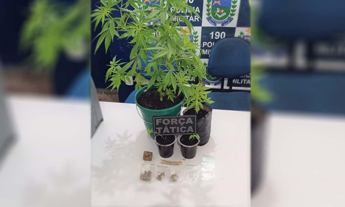 Força Tática prende homem por cultivo e produção de maconha em Corumbá
