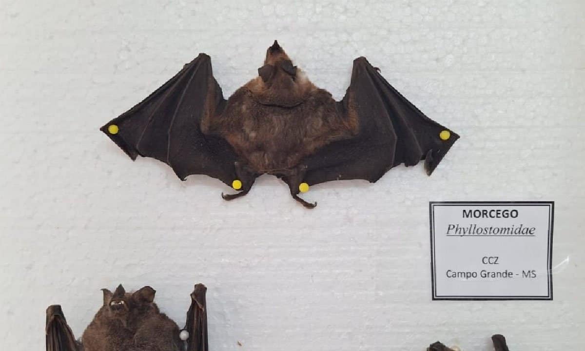 morcego com raiva