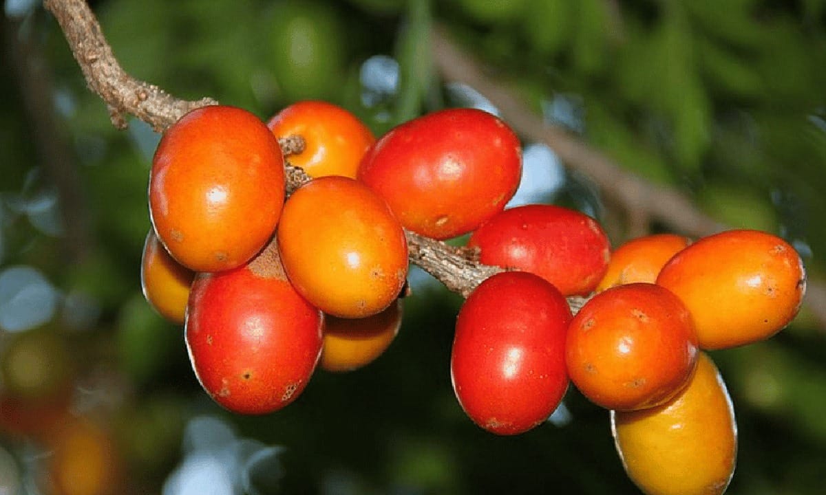 caroços de seriguela