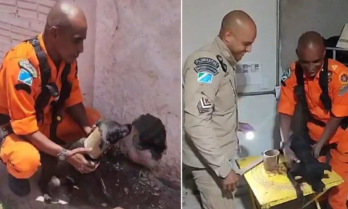 Cachorro preso em cano de muro em Corumbá