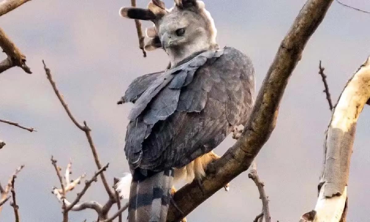 ninho da harpia no pantanal