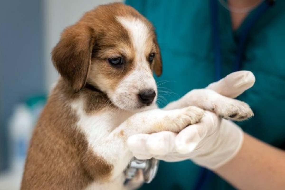 Caravana da Castração gratuita de cães e gatos