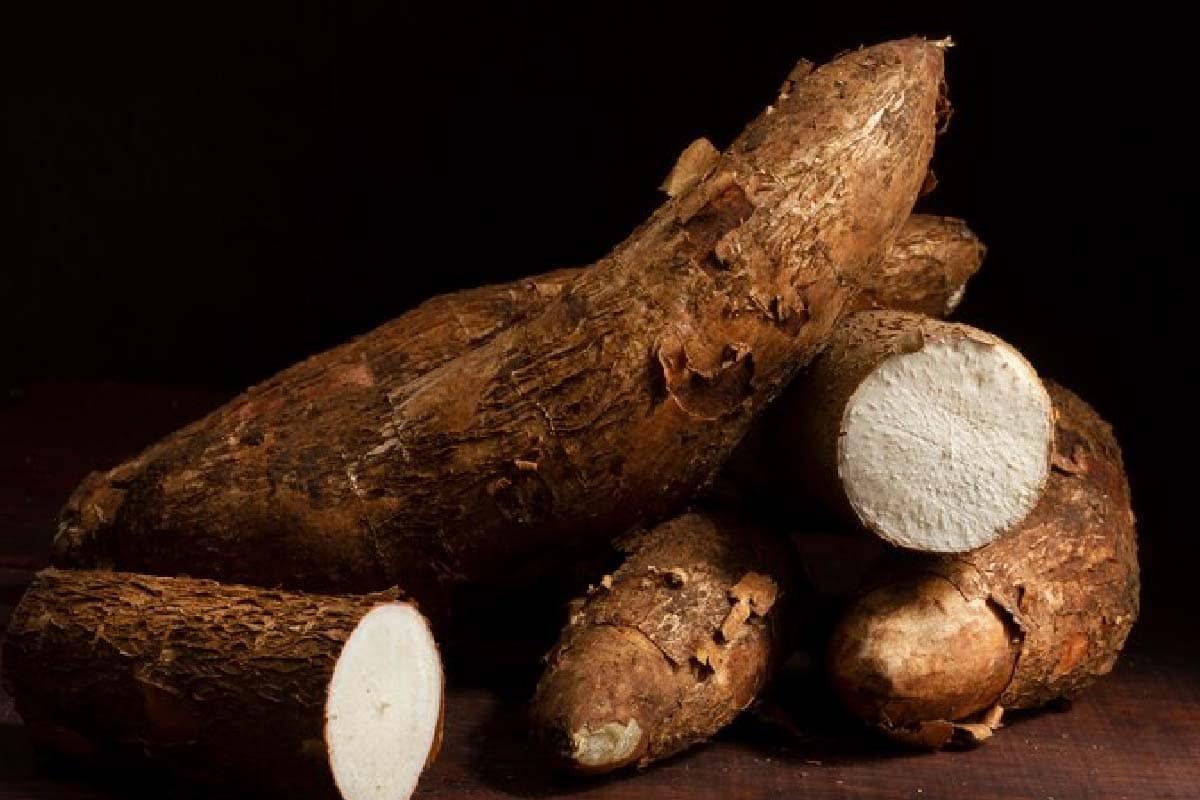 MS bate recorde na produção de mandioca e lidera exportação de fécula no País