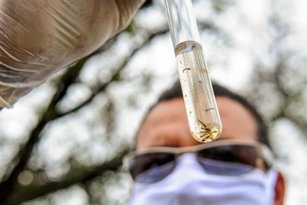 Dia "D" de combate à dengue