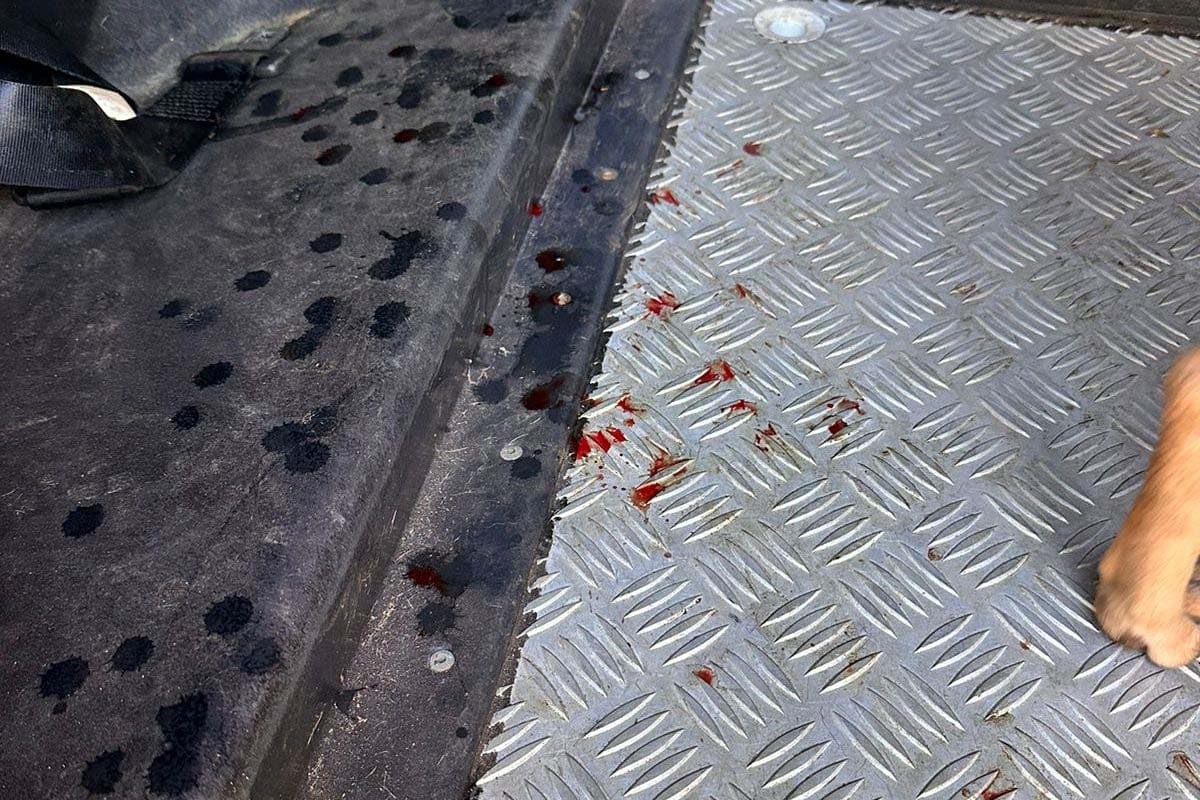 Homem é preso em Campo Grande após ser denunciado por zoofilia