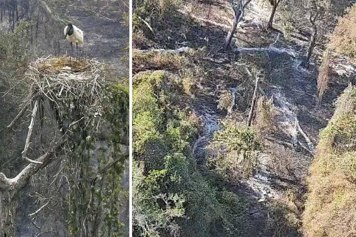 Ninho de Tuiuiús não resiste e acaba consumido pelo fogo no Pantanal | vídeo