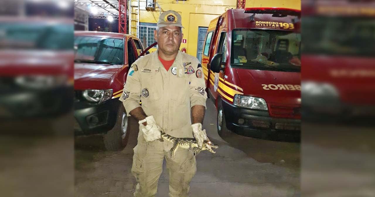 Jacaré é capturado em residência no Loteamento Pantanal