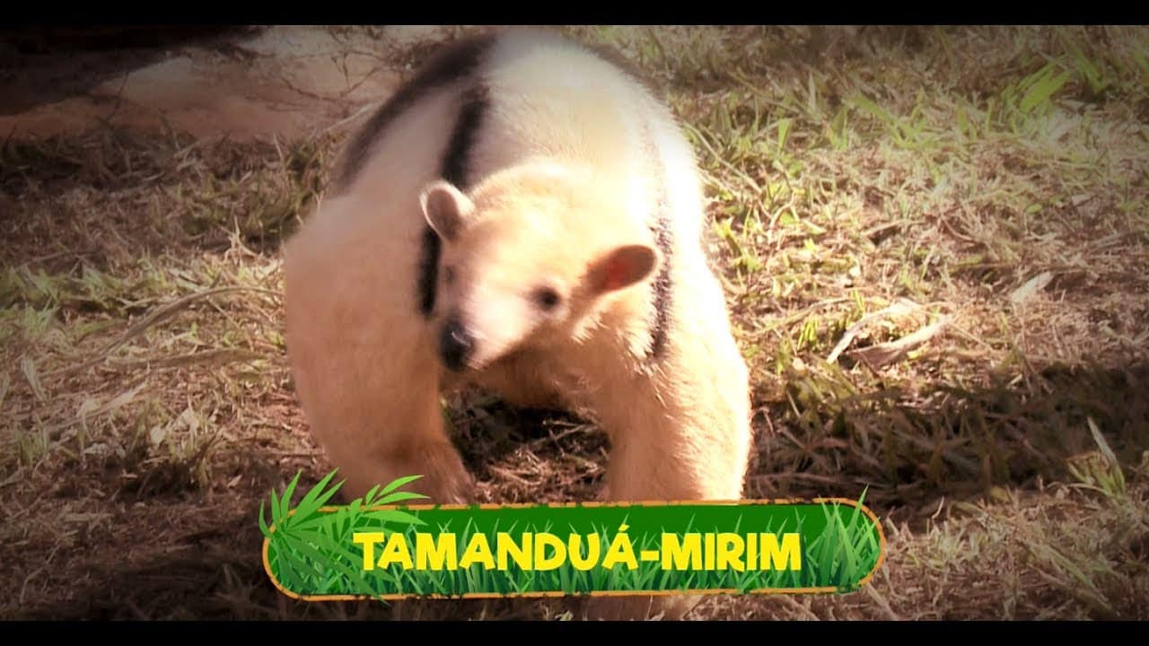 tamandua-mirim