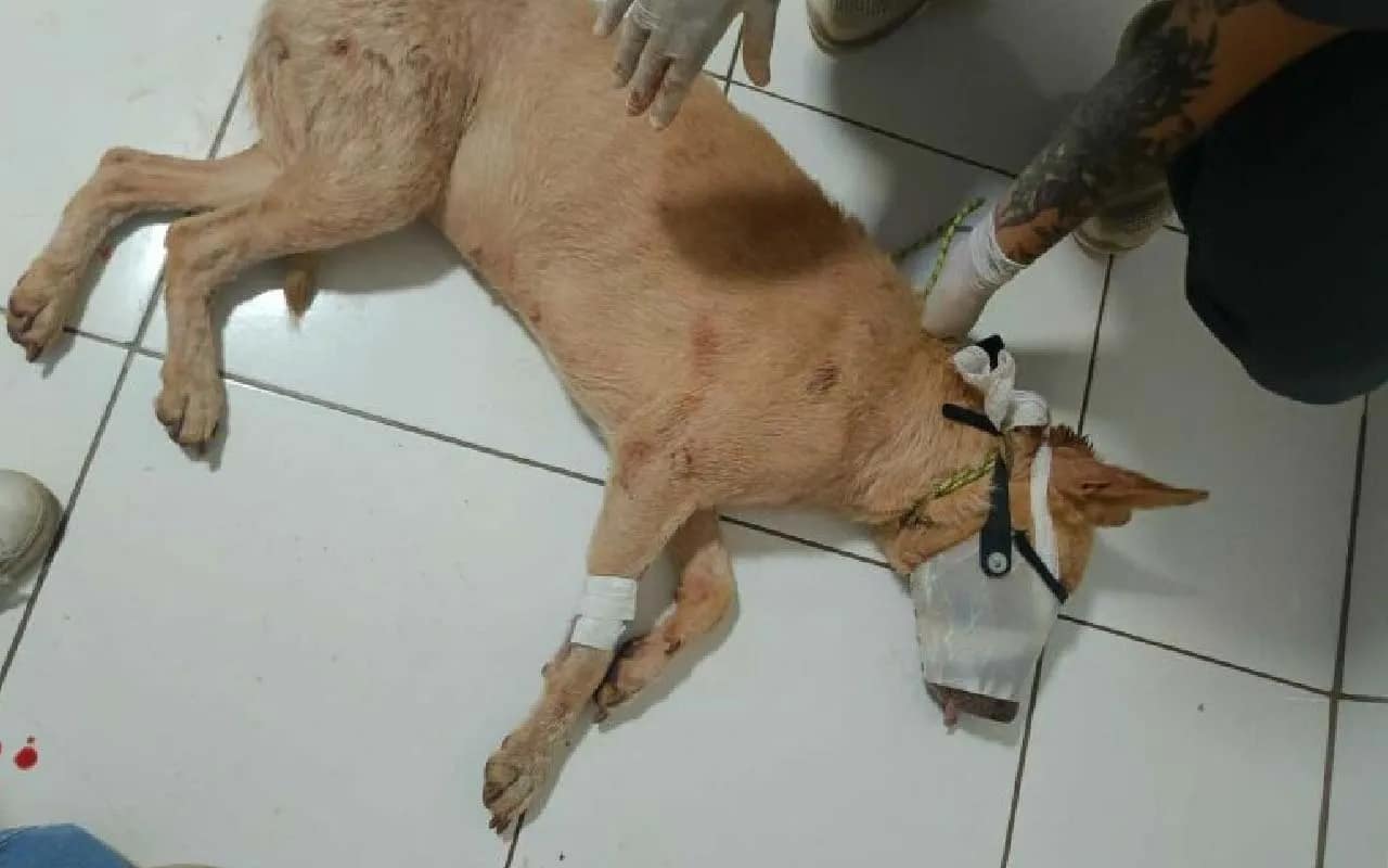 Pedreiro de 40 anos é preso em Dourados após agredir cachorro com enxada na frente das filhas. Animal sobreviveu com ferimentos graves.