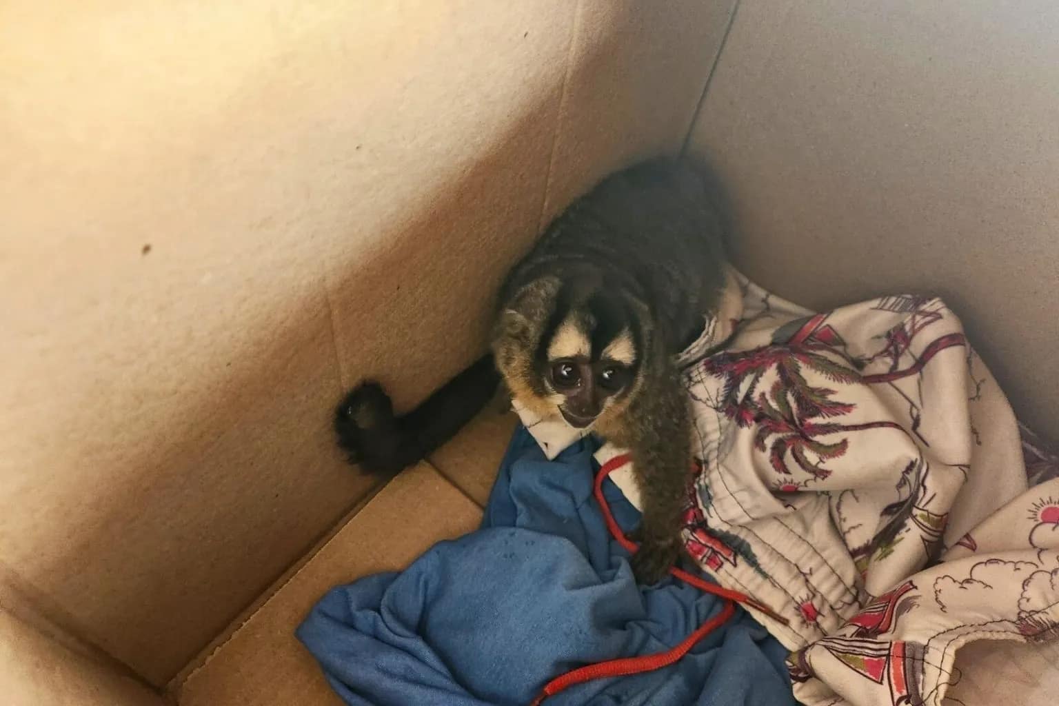 Macaco-da-noite sofre choque elétrico e é resgatado em Corumbá