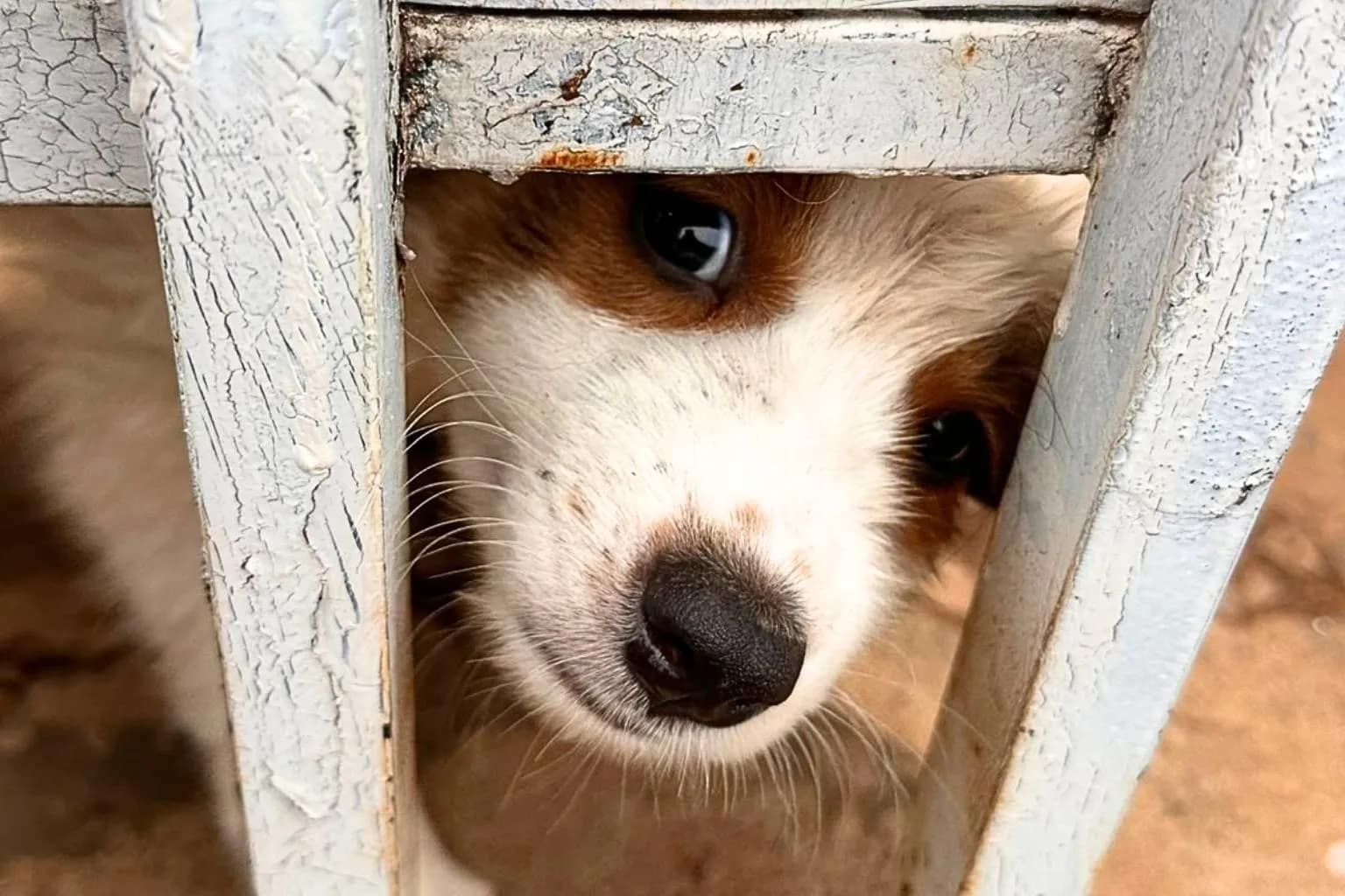 Polícia Civil prende mulher em flagrante por maus-tratos a cães em Campo Grande; sete animais estavam em condições precárias e dois filhotes foram encontrados mortos.