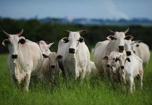 Atenção: pecuaristas devem atualizar cadastro de rebanhos na Iagro até o dia 30 de novembro