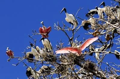 Estudo prevê extinção de mais de 500 espécies de aves nos próximos 100 anos