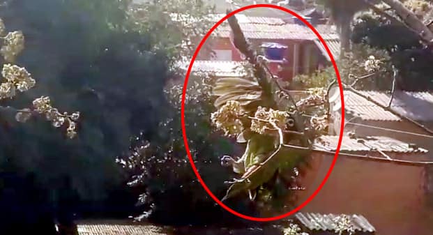 Vídeo | Papagaio é resgatado pelos bombeiros após ficar preso em linha de pipa no Cristo Redentor