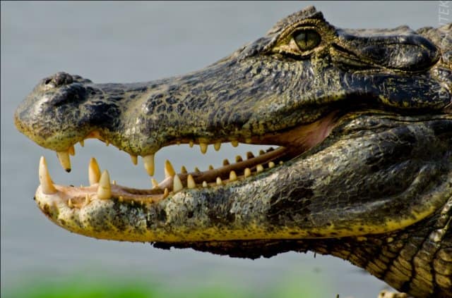 Lei institui 15 de julho como dia municipal do Jacaré em Corumbá