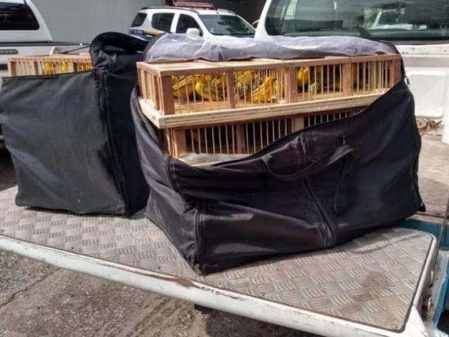 140 Canários peruanos são sacrificados e incinerados em Corumbá