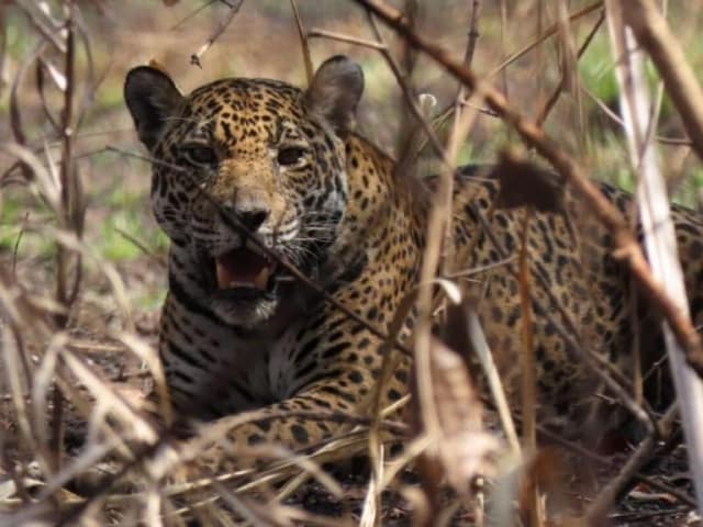 Ibama avalia capturar onça-pintada que feriu morador em Corumbá e realocar o animal para área segura no Pantanal.