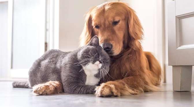 Vereadores buscam apoio de Deputado para auxiliar no trabalho do GAPA