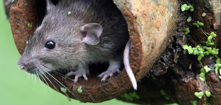 Secretaria Municipal de Saúde redobra atenção após casos confirmados de Arenavirus na Bolívia