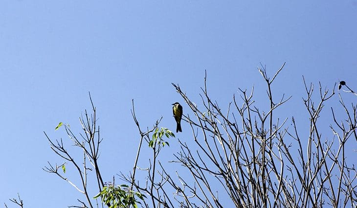 Frente fria perde força e sábado será de sol e tempo estável em MS