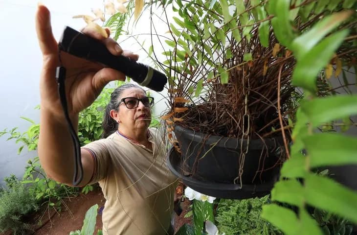 dengue e chikungunya
