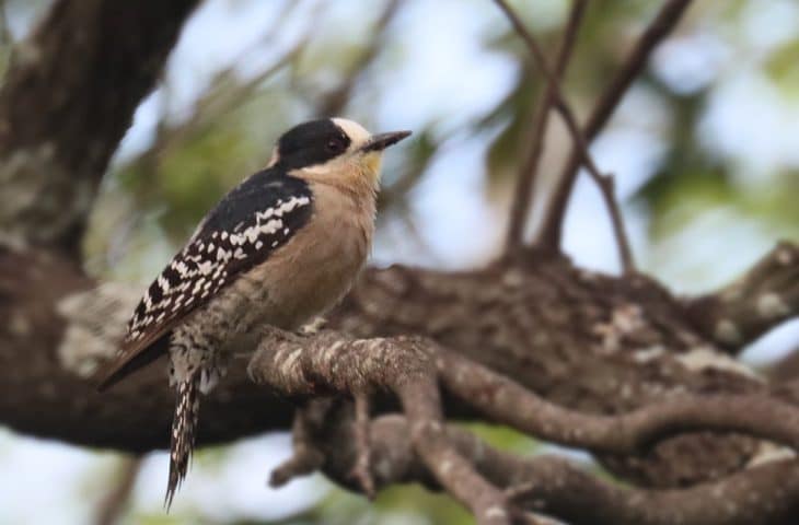 Global Big Day movimenta turismo em MS com mais de 360 espécies registradas