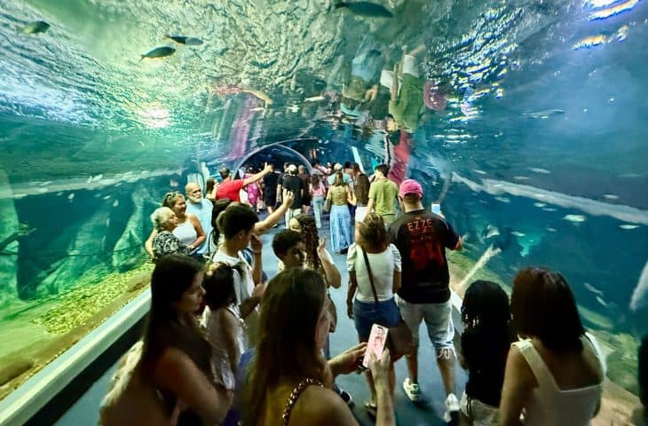 Bioparque Pantanal bate recorde de visitantes em julho e reforça Campo Grande como novo polo turístico nacional