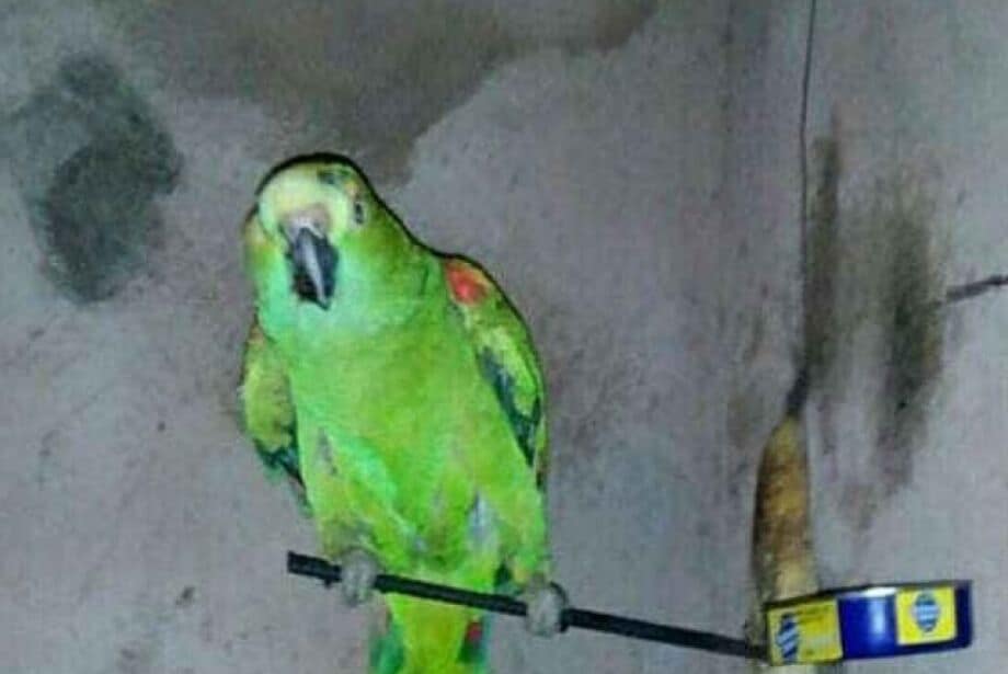 Papagaio é apreendido, morre no Cras e, agora, dona pede R$ 80 mil de indenização