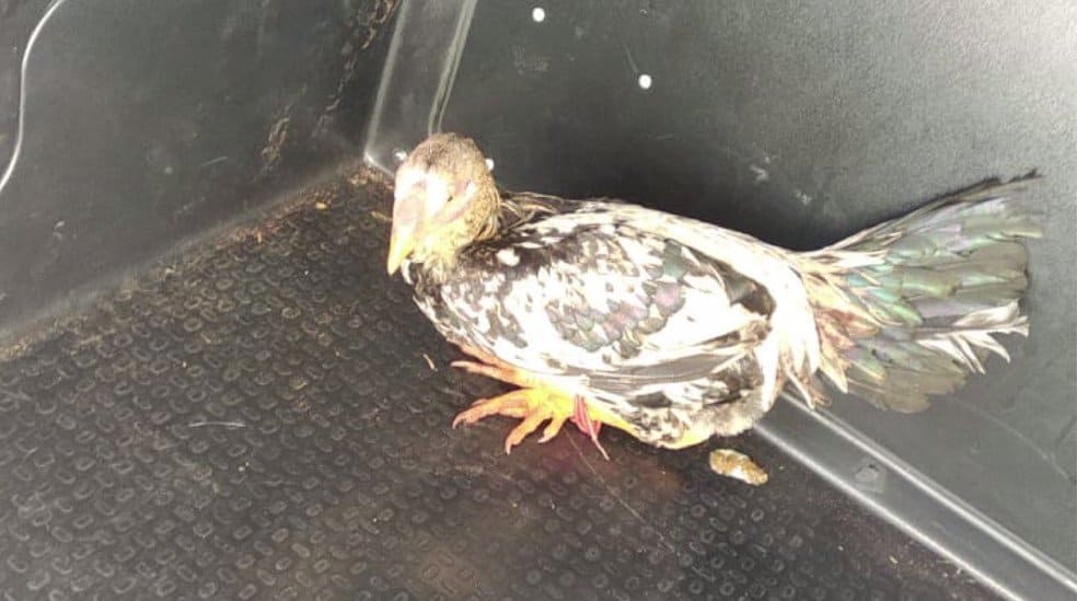 Ex-dono de galo ‘preso’ por cantar de madrugada ganha casa, e bicho vira garoto-propaganda